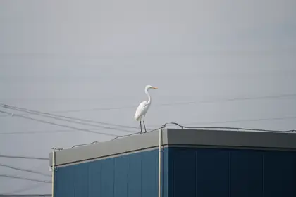 ダイサギの写真