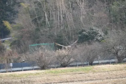 カルガモの写真