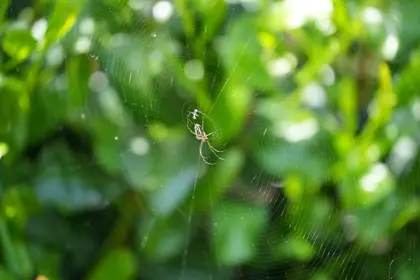 チュウガタシロカネグモの写真