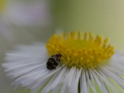 ヒメマルカツオブシムシの写真