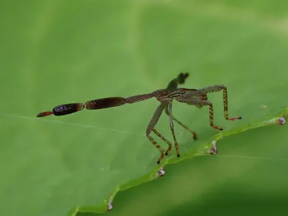 オオクモヘリカメムシの写真