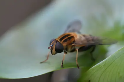 アシブトハナアブの写真