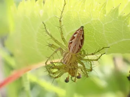 ササグモの写真