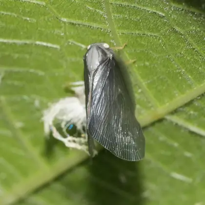 チュウゴクアミガサハゴロモの写真